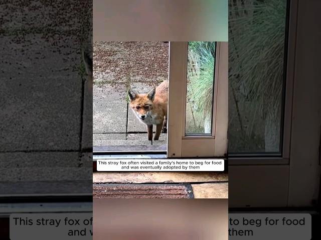 This starving stray fox has been adopted by a kind family, and then...