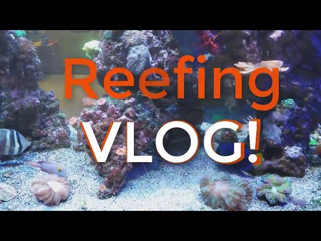 Reefing Vlog .   The Beginning of Coralust Reef Solutions