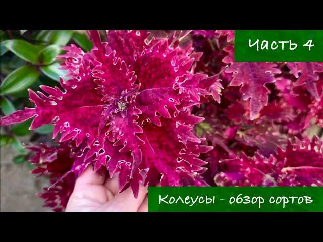 #4 Колеусы в Украине - Обзор лучших сортов, 4 серия / 2024 г. / garden coleus