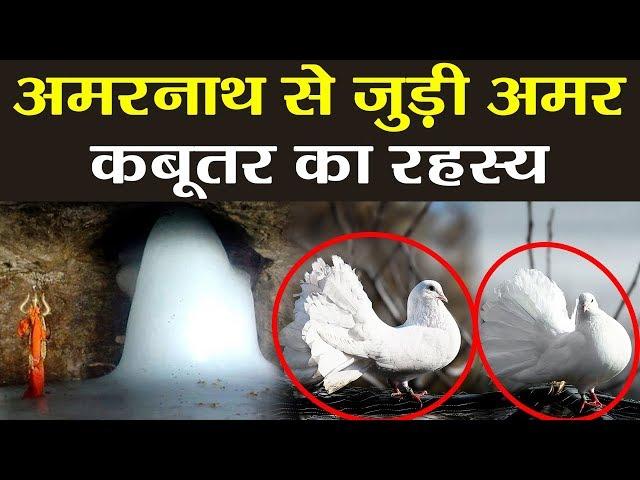 Amarnath Mystery: अमरनाथ की गुफा में हैं अमर कबूतरों का जोड़ा, होश उड़ा देगा रहस्य | वनइंडिया हिन्दी