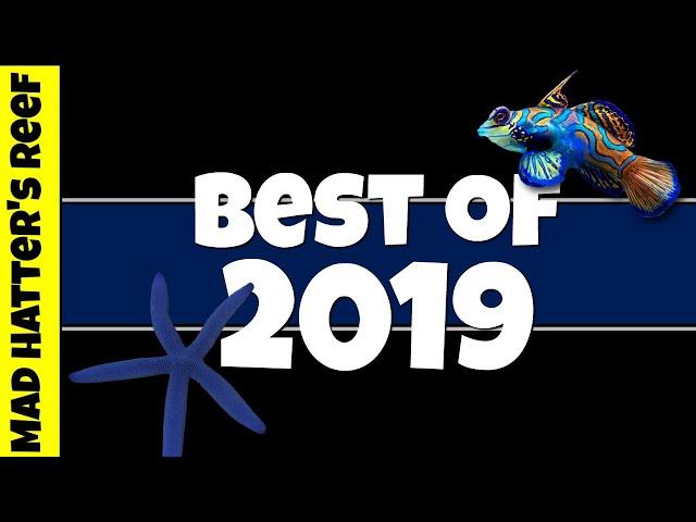 Best Reef Tank Videos of 2019 |  Mad Hatter's Reef