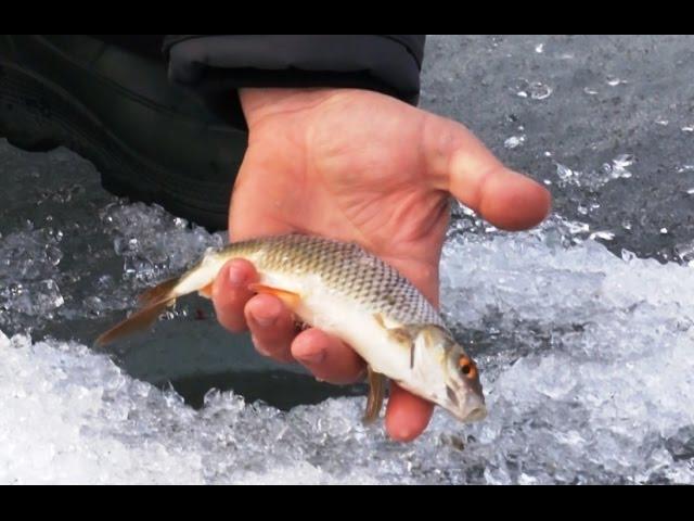 catching dace