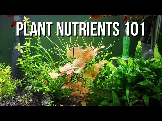 How to Fix Nutrient Deficiencies in Your Planted Aquarium