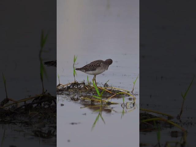 Wood Sandpiper #viralreels #viralshorts #viralvideos #birding #birds #wildlife_shots #birdwatching