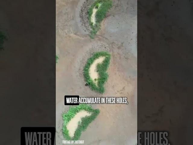 They’re turning desert into forest — and it’s working!