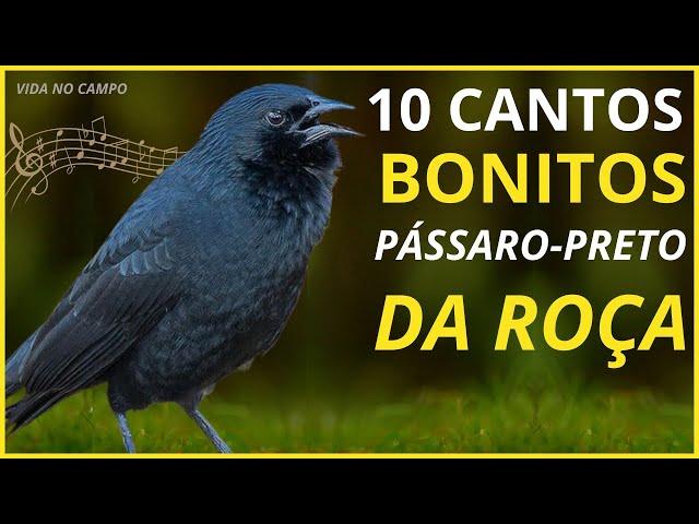 TOP 10: Cantos De "Pássaro Preto" BONITOS Que TRAZEM RECORDAÇÕES e SAUDADES Da ROÇA!