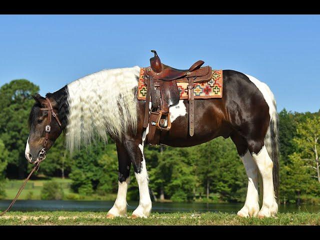 Beau-Beginner friendly black tobiano gypsy vanner drives and rides western or english!