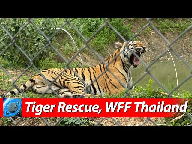 Rescued Tigers at WFFT  Wildlife Friends Foundation Thailand