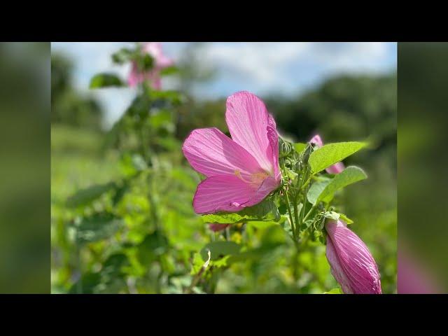 West Creek Reservation Backyard Nature Bash   14 August 2021