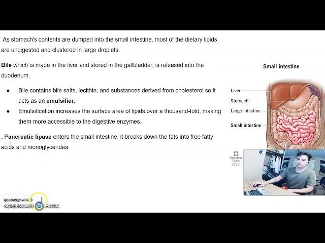 Fat Digestion - Presented by Matthew Lozancich