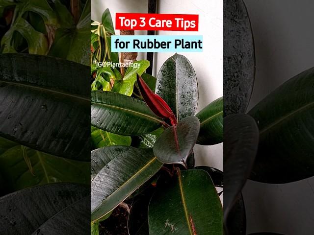 Top 3 Rubber Plant Care Tips for Larger Plant!