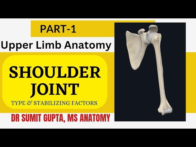 SHOULDER JOINT : Articular surfaces & stability factors