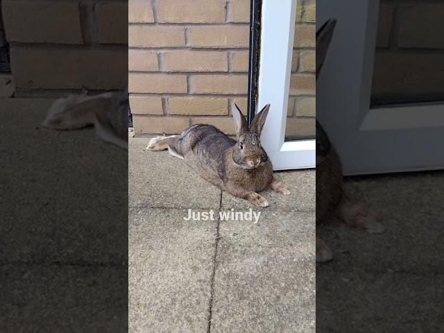 Bunny resting in garden waiting for sunshine