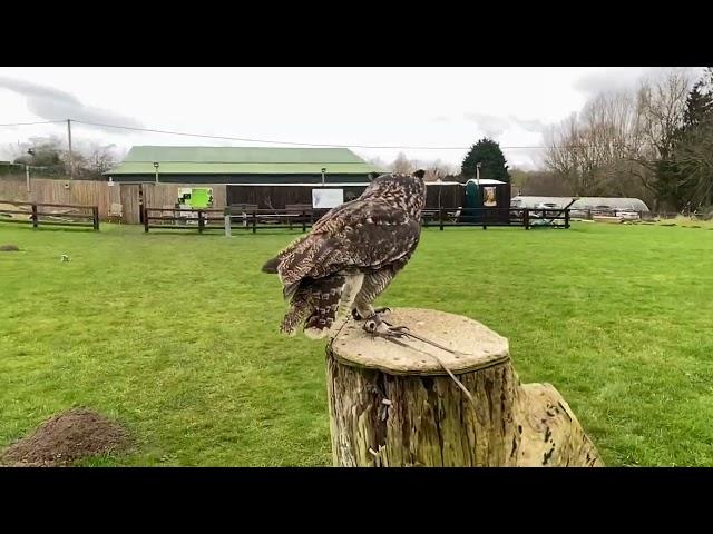 African spotted eagle owl in slow motion