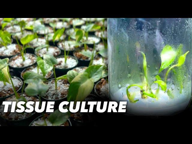 The Future of Houseplants: Tissue Culture (TC)