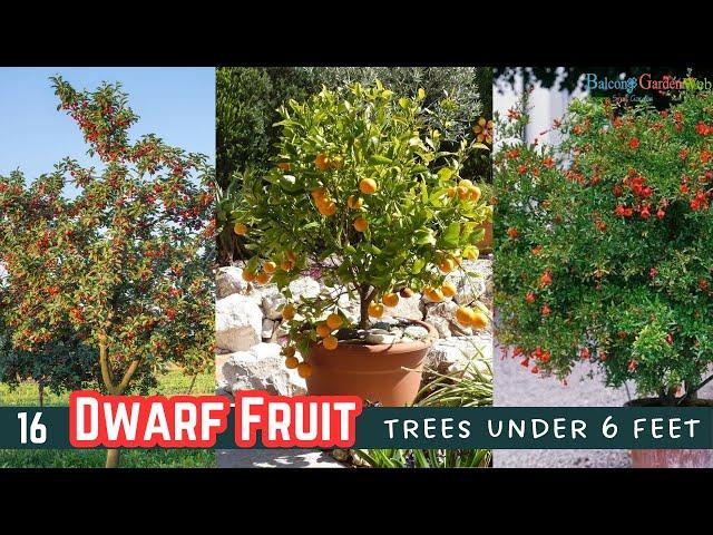 16 Dwarf Fruit Trees under 6 feet #fruit