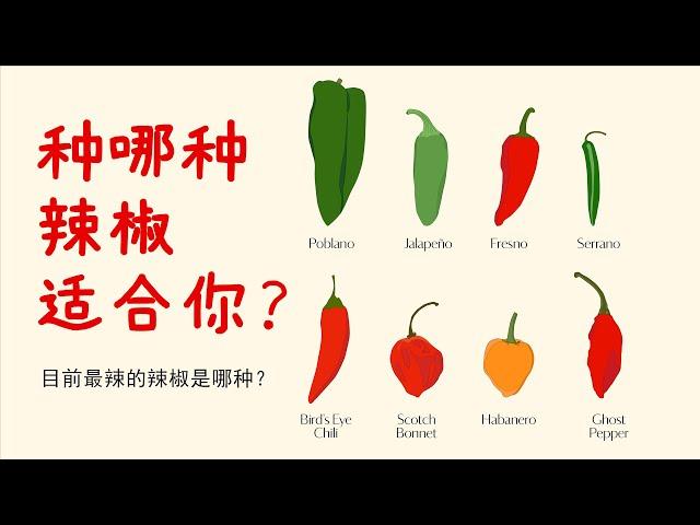 10 Most Popular Chili Pepper Varieties on the Market and Their Spicy Levels