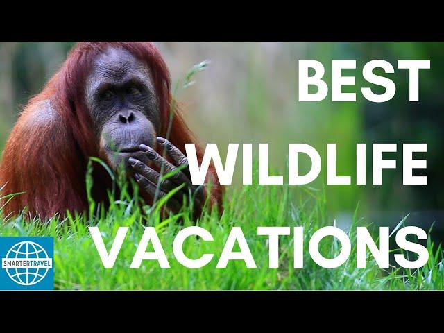 The 5 Best Vacations for Wildlife Lovers | SmarterTravel