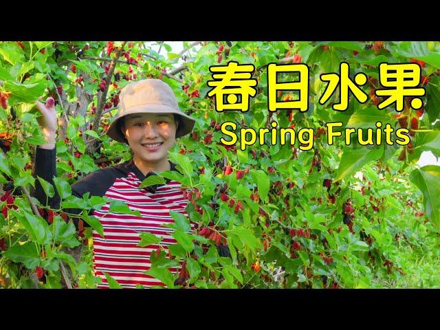 Follow Axia up the mountain to pick fruits 【叫我阿霞channel】