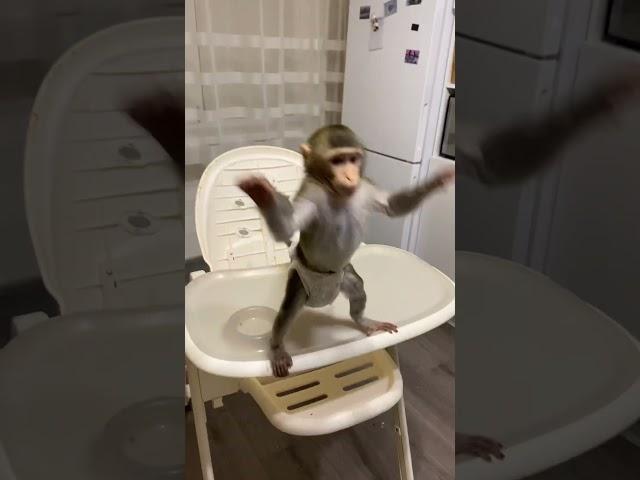 Забавный малыш обезьянка  #babymonkey #monyet #обезьяна