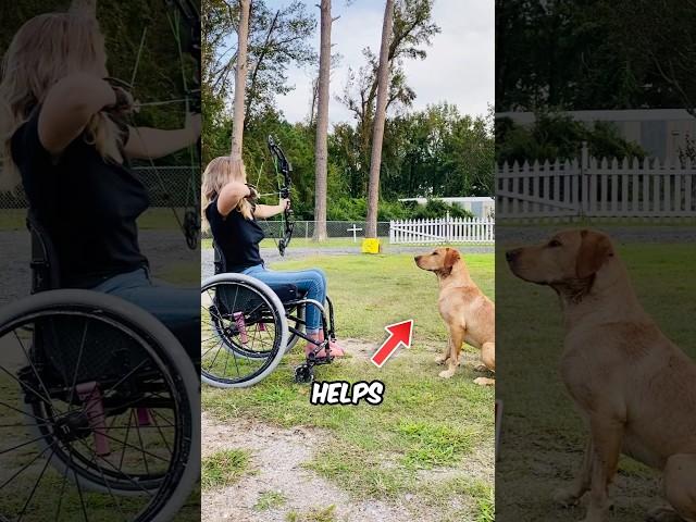 Labrador helps Paralympic archer in the most heartwarming way 