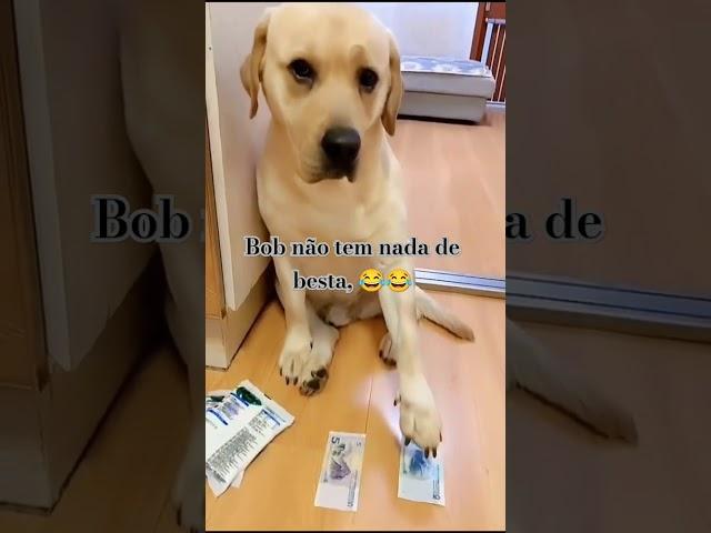 Bob faz sua escolha 🫢 #cachorro#labrador #pet#animal #animaldeestimação #fofinho