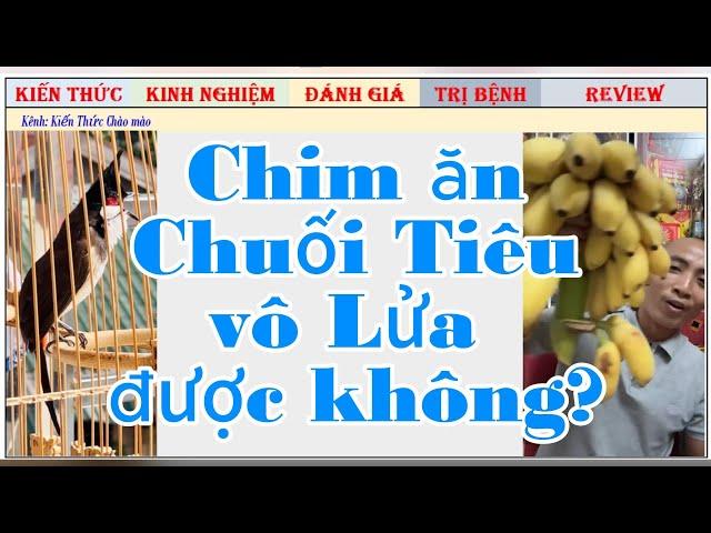 Theo bạn, chim chào mào ăn chuối Tiêu có Tốt cho Lửa hay không vì sao?