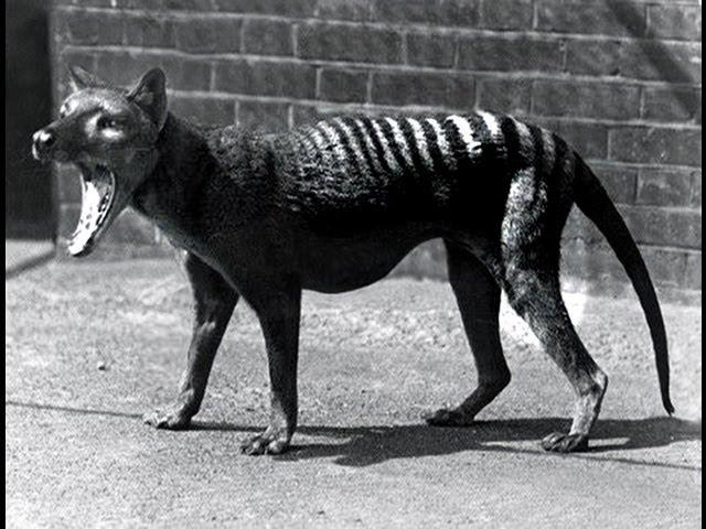 Last Tasmanian Tiger 1933