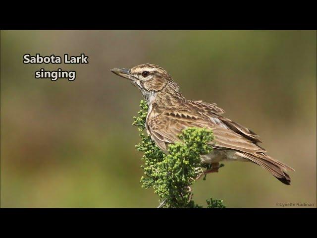 Sabota Lark singing in the southern Karoo