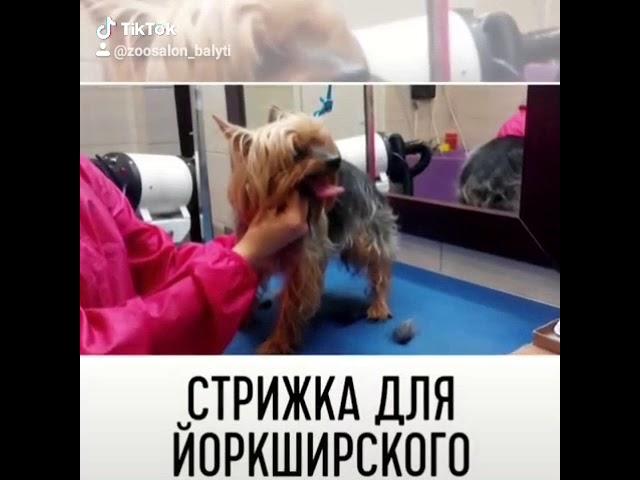 Стрижка йоркширского терьера. Зоосалон Балути. Стрижка Животных. Йоркширский терьер -купание, уши