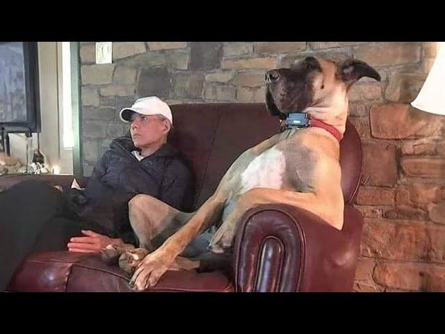 This Great Dane Dog will make you LAUGH ALL DAY 