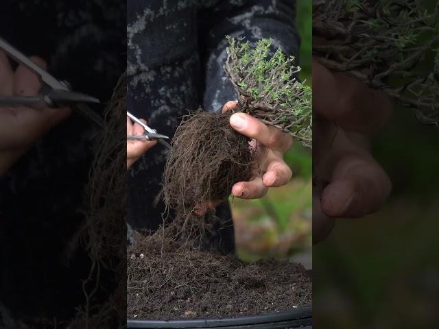 Easy! Bonsai from a standard Thyme plant #bonsai #diy #diycrafts #plants