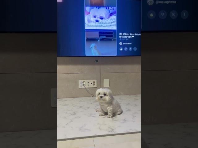 꿍이채널 보는 꽃분이 보는 꿍이 #나혼자산다 #꽃분이