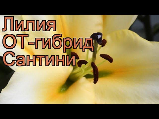 Лилия от-гибрид Сантини (lilium ot-hybrids santini)  обзор: как сажать, луковицы лилии Сантини