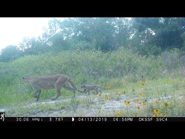 Panther Kittens #2 - Okaloacoochee Slough State Forest