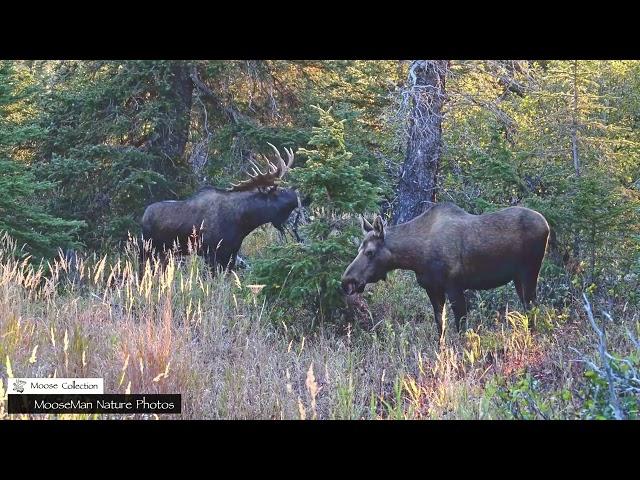 Mack the Bull Moose Goes on a Date, What Will Happen? #moose