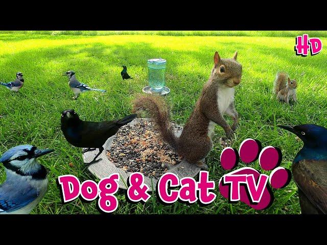 Pet Enrichment: 10 Hours - | Cat TV | Dog TV | Birds & Squirrels ️ | Entertainment for Dogs & Cats