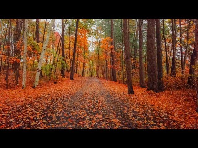 Rainy Autumn Forest Walk | Binaural Audio (Rain and Nature Sounds), Relax