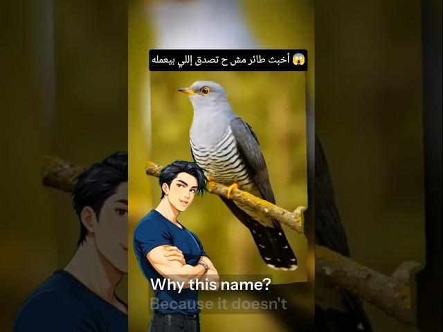 لو عرفت إيه بيعمل طائر الوقواق  ح تكرهه | الطائر الخائن شر و مجرم من صغره - The traitorous cuckoo