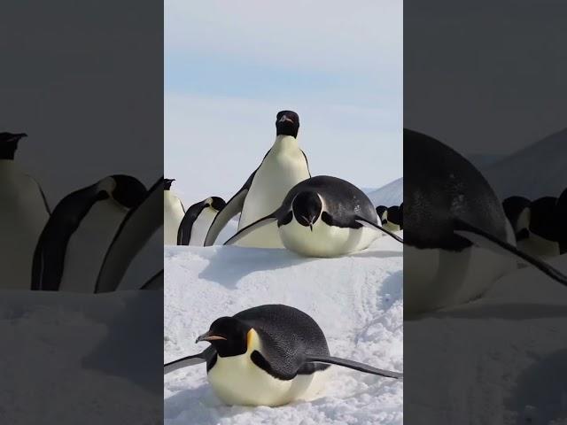 Belly Sledding. From @myeonghoseo on IG  #minisoaustralia #shorts #penguin