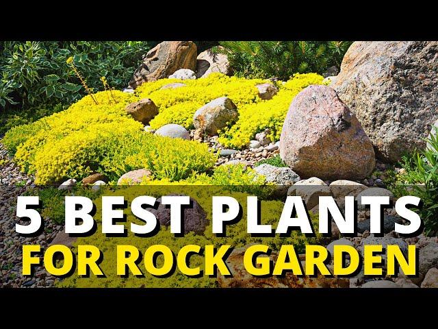 5 Best Plant for Rock Garden 🪨  Landscaping Ideas for Your Garden 