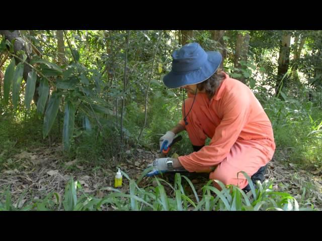 Bush Regeneration Weed Control Techniques: Cut and Paint