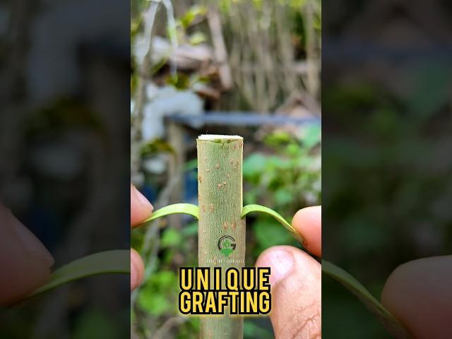 How to grafting #grafting #gardening