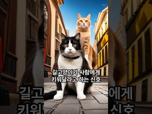 길고양이가 사람에게 키워달라는 신호. 길고양이 집사 간택. Shorts.