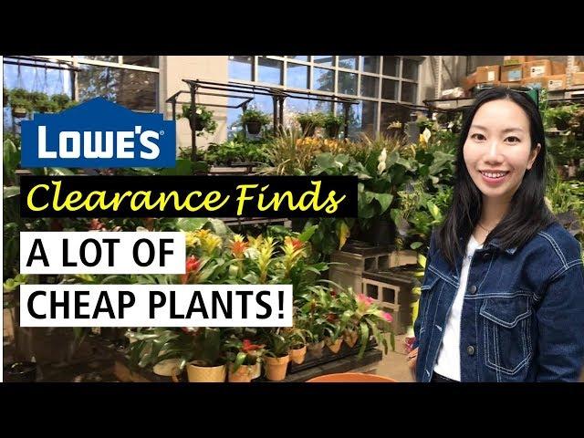 Lowe’s Clearance Finds | A Lot of Cheap Plants