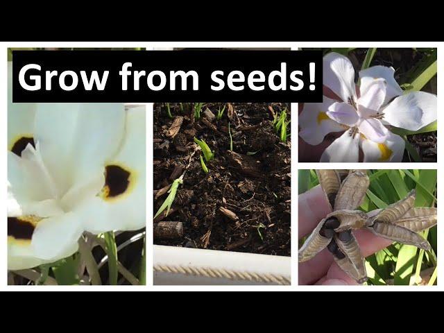 Grow African Iris from Seeds with RESULTS - FOR FREE, Dietes grandiflora, Dietes bicolor