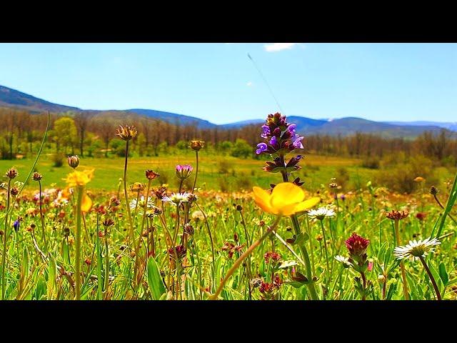 Relaxing Nature Ambience Meditation Healing Sounds of SPRING MORNING FLOWERY MEADOW on a Sunny Day