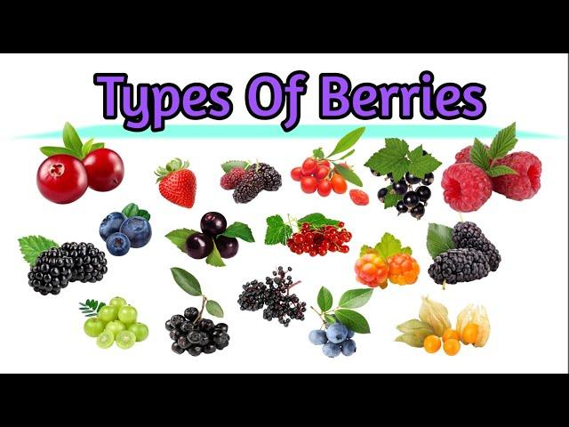 Berriesnames of berriesdifferent types of berries with pictures and names🫐learn types of berries