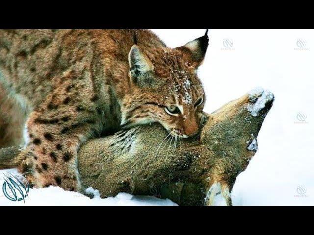 EURASIAN LYNX ─ Europe’s 3rd Largest Predator