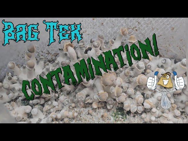 Bag Tek Contamination | Massive Outbreak!